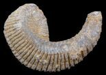 Cretaceous Fossil Oyster (Rastellum) - Madagascar #30311-1